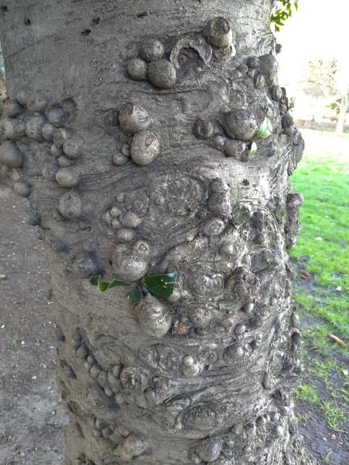 Extremely textured bobbly bark