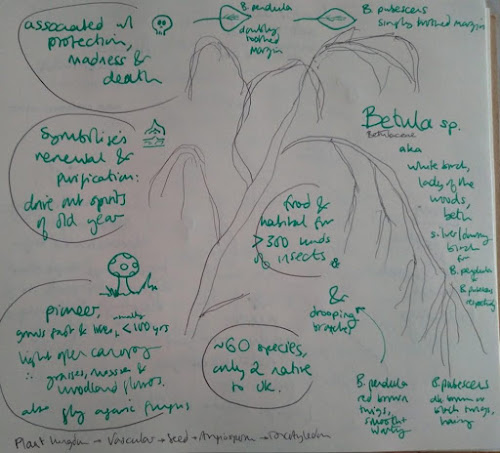 silver birch (Betula pendula) is a pioneer tree that grows fast and usually lives under 100 years, there are about 60 species only 2 native to UK, associated with protection, renewal, purification, madness and death