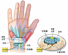 수근관(수근굴)의 구조와 위치