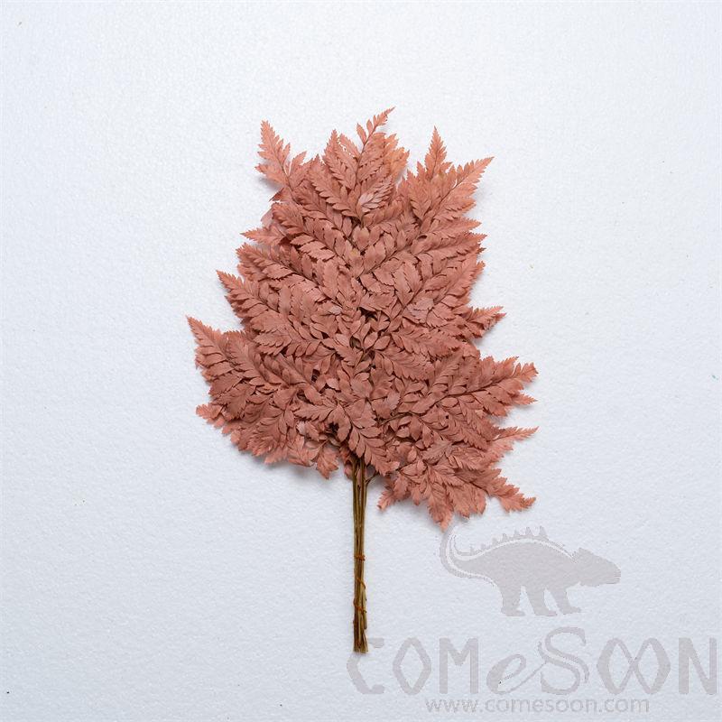 Eternal Flower, H60cm, Milk Tea Color (9-10 Tablets)