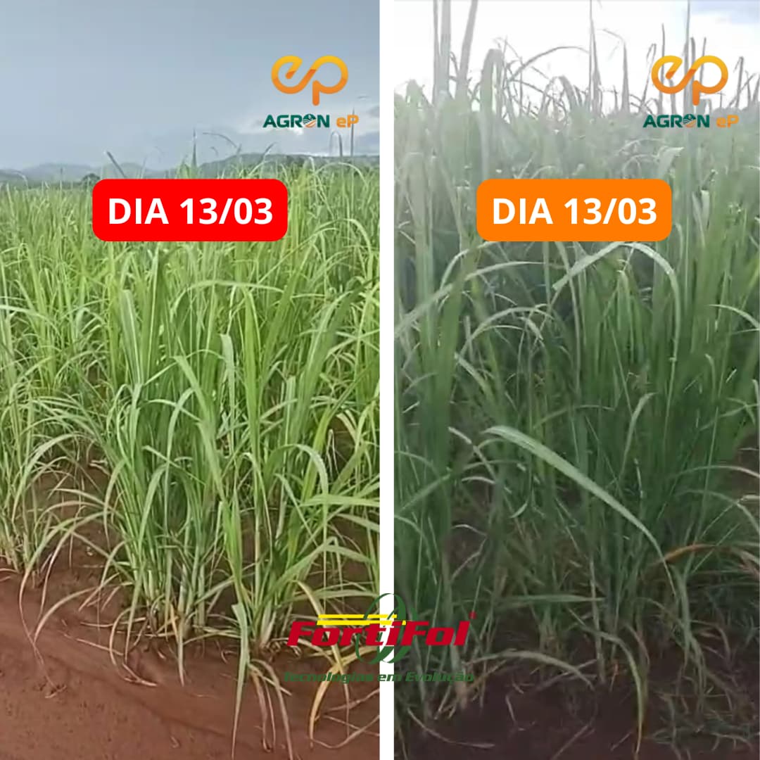 Crescimento Biomassa