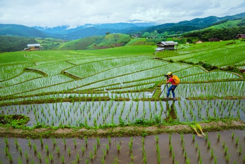Philippines Launches Rice Derby to Boost Food Security
