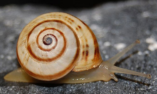Snail Doll, Spandex Cotton, W12*H10.5cm