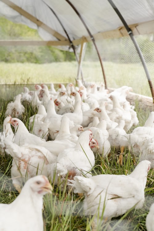 Australia Expands Bird Flu Surveillance After New H5N1 Detection