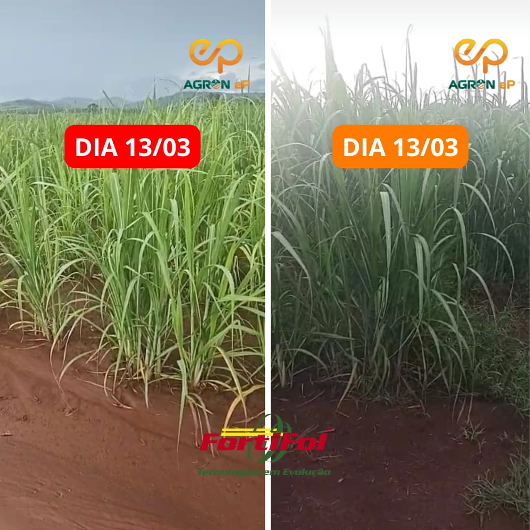 Densidade de Clorofila