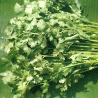 Trị ung nhọt bằng rau mùi tây