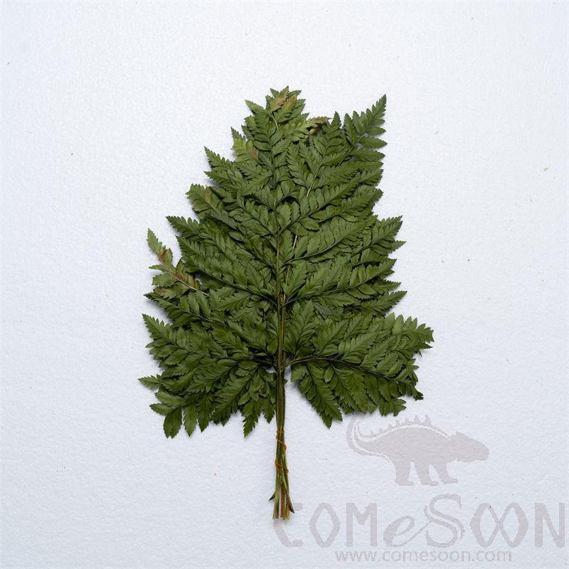 Eternal Flower, H60cm, Green (9-10 Pieces)