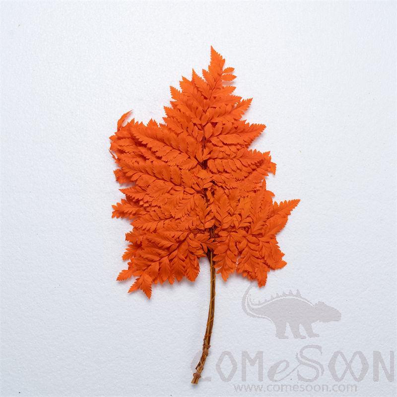 Eternal Flower, H60cm, Orange (9-10 Pieces)