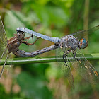 Libélula (Keeled skimmer)