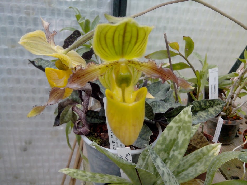 Paphiopedilum hybride multiflore U0Dnv-jVTYdjun3EQ6EGfbSzDhQ0wLzjN89ojgC9hWk=w935-h701