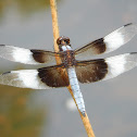 Widow Skimmer