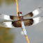 Widow Skimmer