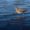 Agachadiza común (Common snipe)