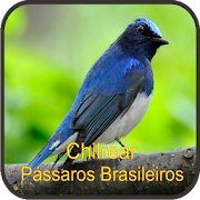 Chilrear Pássaros Brasileiros 1.0 Icon