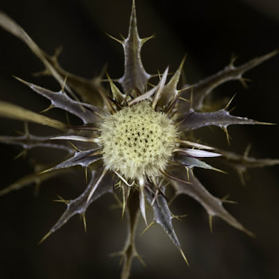 Incroci.... spinosi! di Maremmano