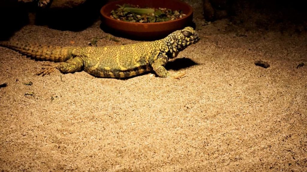 UROMASTYX substrate