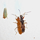 Dirt-colored Seed Bug