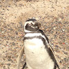 PINGUINO DE MAGALLANES