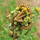 Cinnabar moth (larvae)