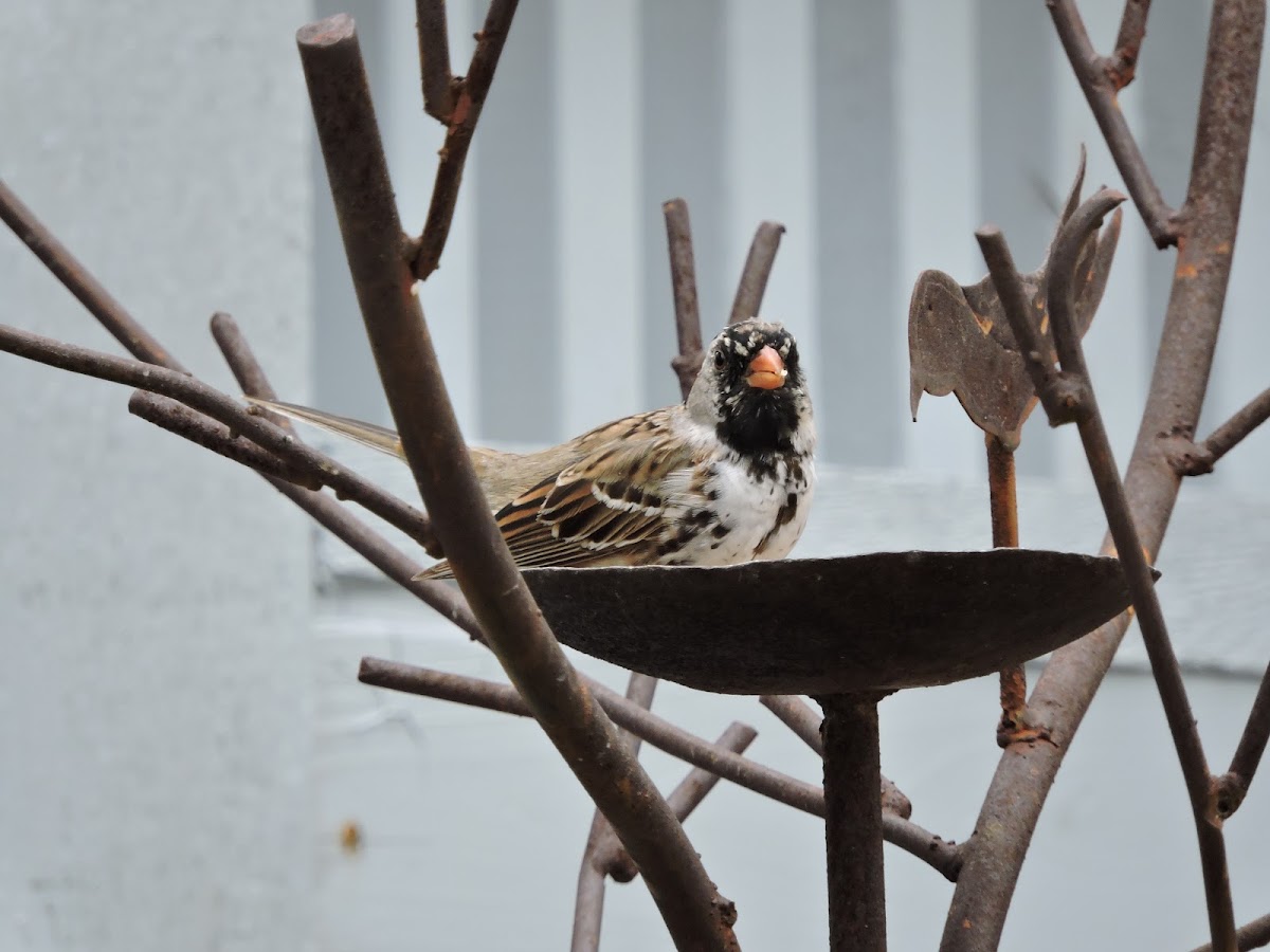 Harris's Sparrow