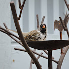 Harris's Sparrow