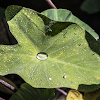 Unknown Elephant Ears