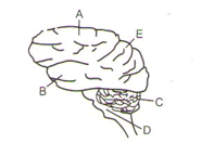 Central Nervous System