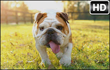 Bulldog Dogs Wallpapers HD Custom Bull NewTab small promo image