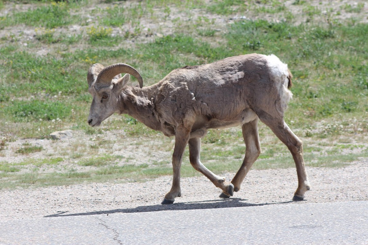 Big horn sheep