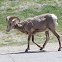 Big horn sheep