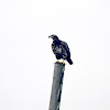 Bald Eagle (Juvenile)