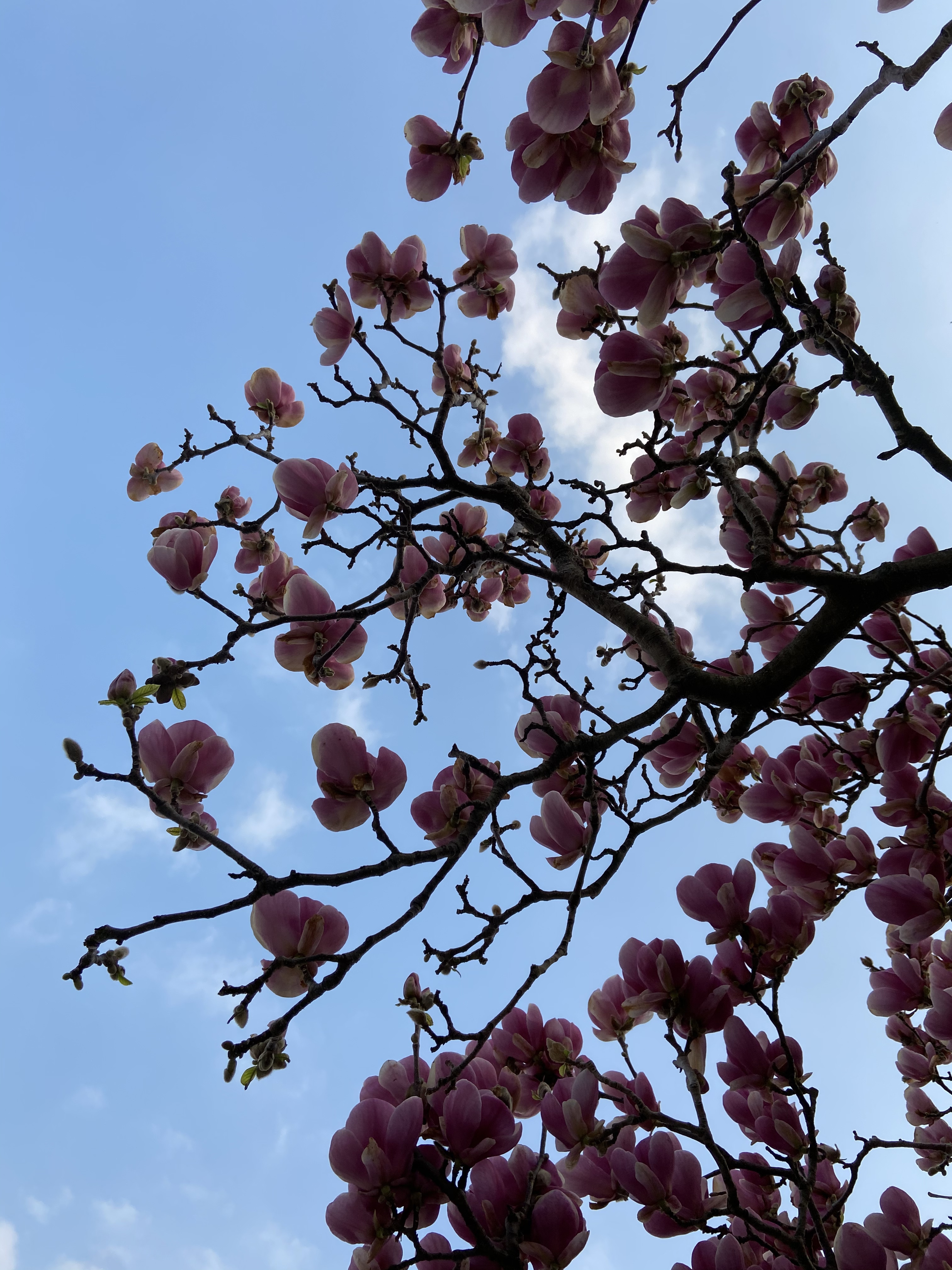 La rinascita della primavera  di Mari04