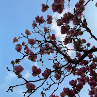 La rinascita della primavera  di 