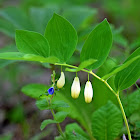 Solomon's Seal