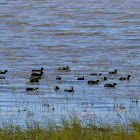 Australian Coot