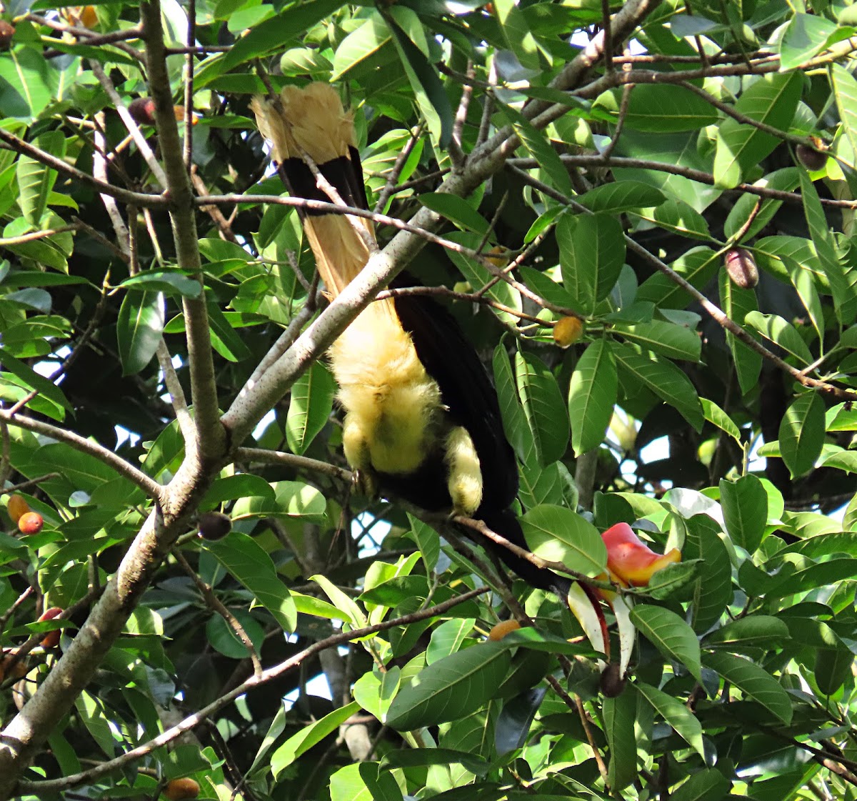 Rhinoceros hornbill