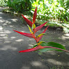 Flowers of unidentified heliconia