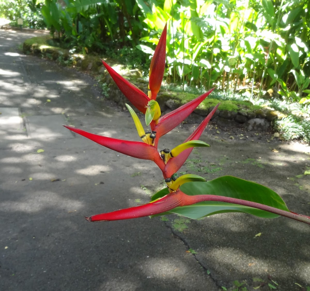 Flowers of unidentified heliconia