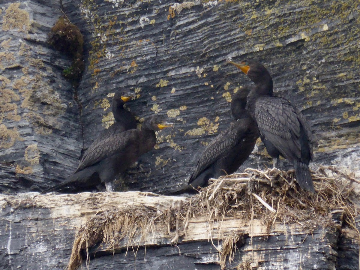 Double-crested Cormorants (Nesting)