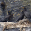 Double-crested Cormorants (Nesting)