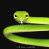 Oriental Whip Snake