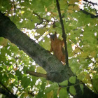 Eastern Fox Squirrel