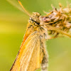 Essex Skipper