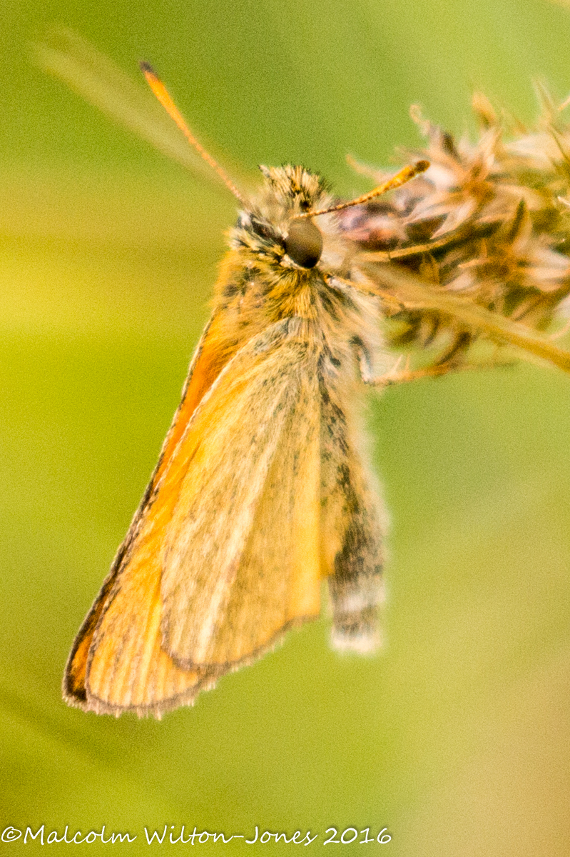 Essex Skipper