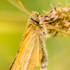 Essex Skipper