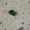 Six-Spotted Tiger Beetle