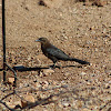 Great-tailed grackle