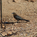 Great-tailed grackle