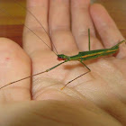 Green stick insect