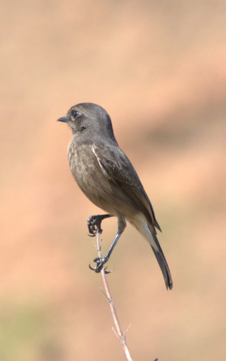 Pied Bushchat(Female)